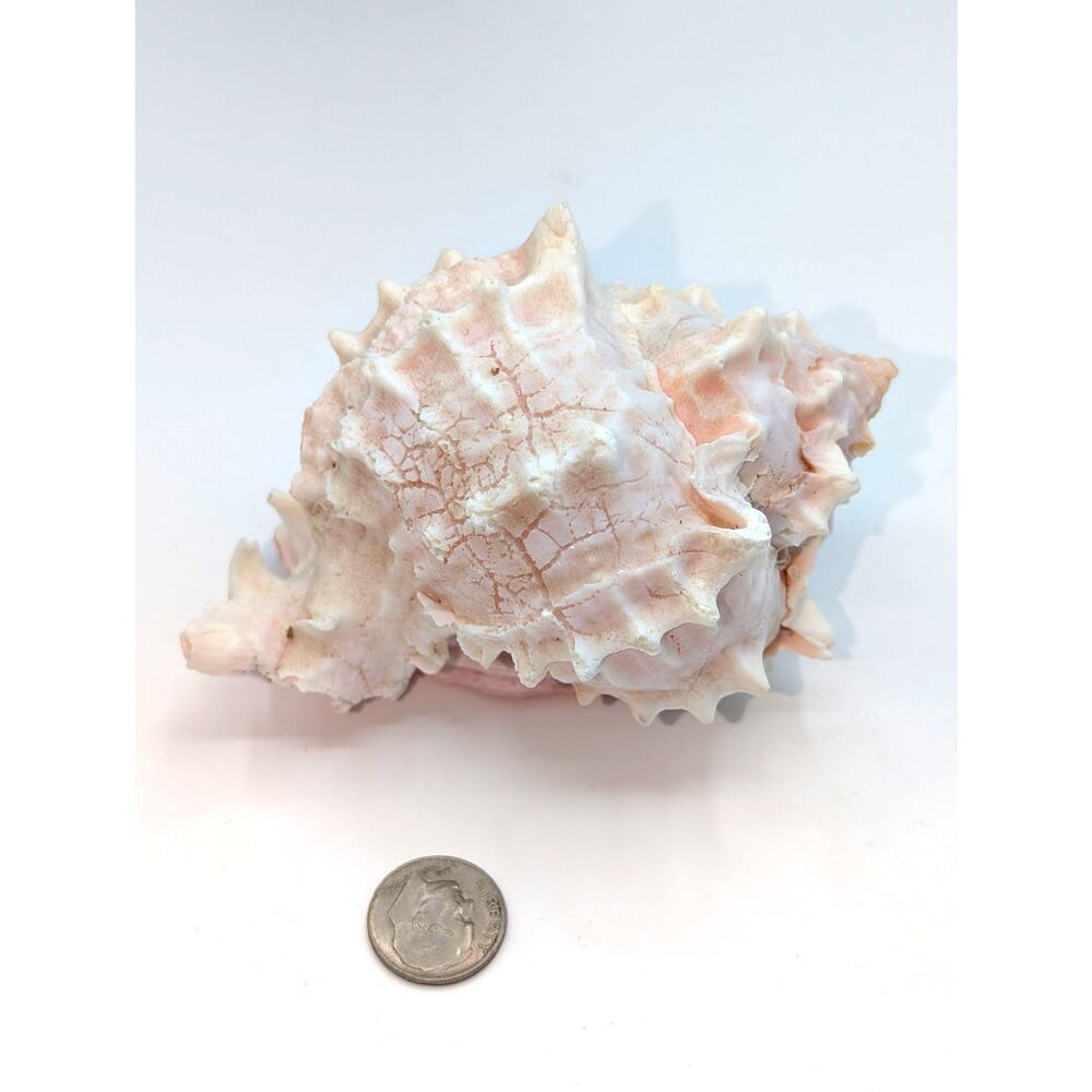 Pink Murex Conch Shell Display Seashell Coastal Beach Home Shell Decor - Picture 7 of 8